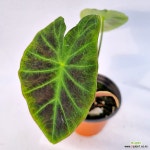 수생식물 콜로카시아 블랙뷰티 (랜덤) : 수경식물 (수생) - 엑스플랜트