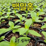 백일홍모종 10개 텃밭 모종씨앗 채소 모종키우기 미니텃밭 배란다텃밭 주말농장 꽃키우기 백일홍키우기 : 꽃 모종 - 엑스플랜트