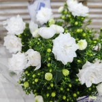 흰색장미캄파눌라 마당에심는꽃 가을까지피는꽃 정원에심기좋은꽃 더블캄파눌라 : 야생화 - 엑스플랜트