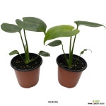 몬스테라 1+1 실내화분 22cm 온정농원 : 공기정화식물 - 엑스플랜트