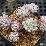 블루빈서031311 : 다육식물 - 엑스플랜트