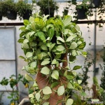 호야 헤쉬겔리아나 바리에가타 수입걸이299 꽃비종합원예 : 초화류 - 엑스플랜트