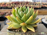 청사초롱17 : 다육식물 - 엑스플랜트