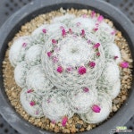 춘성 : 선인장 - 엑스플랜트