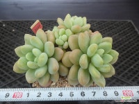 (New item)핑크체리(pink cherry)3-2235 : 다육식물 - 엑스플랜트