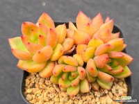 매직큐브 6-299 : 다육식물 - 엑스플랜트