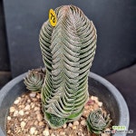 부타템플Y73/하율 : 다육식물 - 엑스플랜트