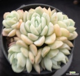 레몬베리 609 : 다육식물 - 엑스플랜트