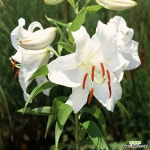 백합 카사블랑카(18/20)3구 -1세트(구근)오리엔탈(향있음 : 구근류 - 엑스플랜트