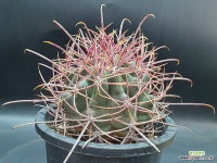 장자 호두 중품 실생14년생 국내산 아칸소데스 세원선인장 : 선인장 - 엑스플랜트