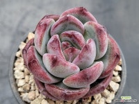 미스홍 60 : 다육식물 - 엑스플랜트