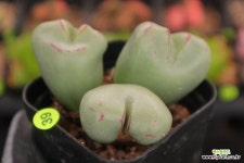 주락전 코노피튬 0401-39 : 코노피튬 - 엑스플랜트