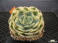 르노어딘금4-396 : 다육금 - 엑스플랜트