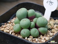 Pageae 파가에 20두 : 코노피튬 - 엑스플랜트