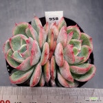 모산0408-958 : 다육식물 - 엑스플랜트