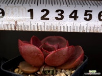 레드탄(소) 52-40 : 다육식물 - 엑스플랜트