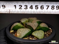 수정콤프토니아(특대묘) 60-131 : 하월시아 - 엑스플랜트