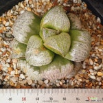 202.오도리 : 다육식물 - 엑스플랜트