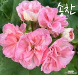 제라늄. 송찬 : 관엽식물 - 엑스플랜트
