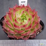 핑크샤니0412-408 : 다육식물 - 엑스플랜트