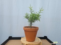 애기등나무[동일품]417 : 분재 - 엑스플랜트