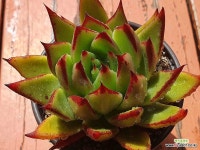 스터닝 4195 0418 : 다육식물 - 엑스플랜트