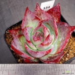 카시오적금0424-334 : 다육식물 - 엑스플랜트