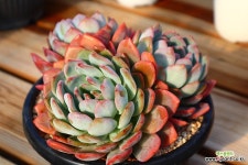 스타마크 410425 : 다육식물 - 엑스플랜트