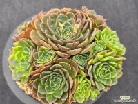 비바칠레금 11-192 : 다육금 - 엑스플랜트