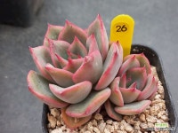 카이노스 26 : 다육식물 - 엑스플랜트