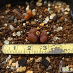 conophytum 루디아에(상귀네움) : 코노피튬 - 엑스플랜트