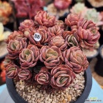 수연 429-188 : 다육식물 - 엑스플랜트