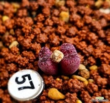 마킨스플럼 : 코노피튬 - 엑스플랜트