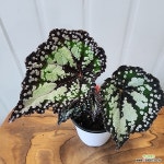 신품종 베고니아 돌체비타,C4441,높이 23cm, 너비17cm, 동일품배송 : 관엽식물 - 엑스플랜트