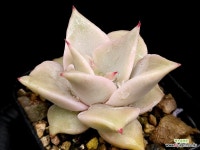 뷰티릴리 34-215 : 다육식물 - 엑스플랜트