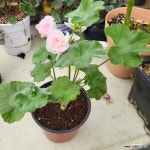 임페리얼 제라늄 : 관엽식물 - 엑스플랜트 임페리얼  제라늄 : 관엽식물 - 엑스플랜트