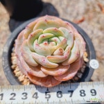 묵은 몽블랑 : 다육식물 - 엑스플랜트