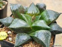 용화수 205-9205 : 하월시아 - 엑스플랜트