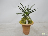 건국복륜 : 풍란 부귀란(명품관) - 엑스플랜트