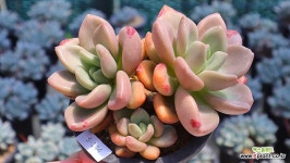 동영상]루비도나(자연)5-144 : 다육식물 - 엑스플랜트