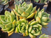 94 쥬단학 : 다육식물 - 엑스플랜트