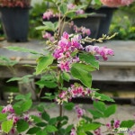 홍싸리 핑크 : 관엽식물 - 엑스플랜트