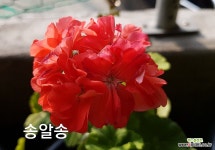 송알송(제라늄) : 관엽식물 - 엑스플랜트
