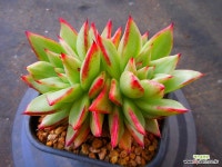 마리아금6686 : 다육식물 - 엑스플랜트