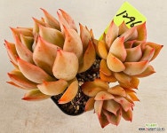 에게리아1296 : 다육식물 - 엑스플랜트