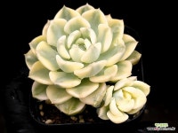 팅커벨금 16-113 : 다육식물 - 엑스플랜트