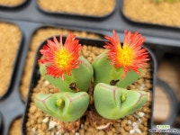 빌로붐 진적화 구수옥(4161) : 코노피튬 - 엑스플랜트