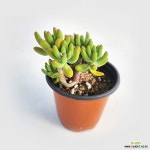 야자수를 닮은 청솔다육 : 다육식물 - 엑스플랜트