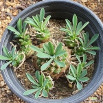 0531 아미산 42 : 아프리카식물(코덱스) - 엑스플랜트