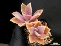 메탈리카(적심) 25-115 : 다육식물 - 엑스플랜트